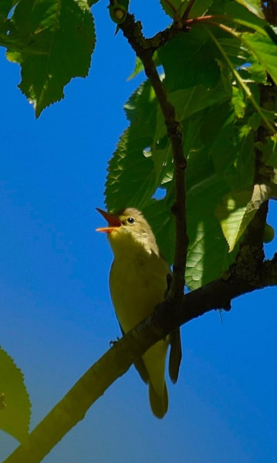 Is dit een Spotvogel?